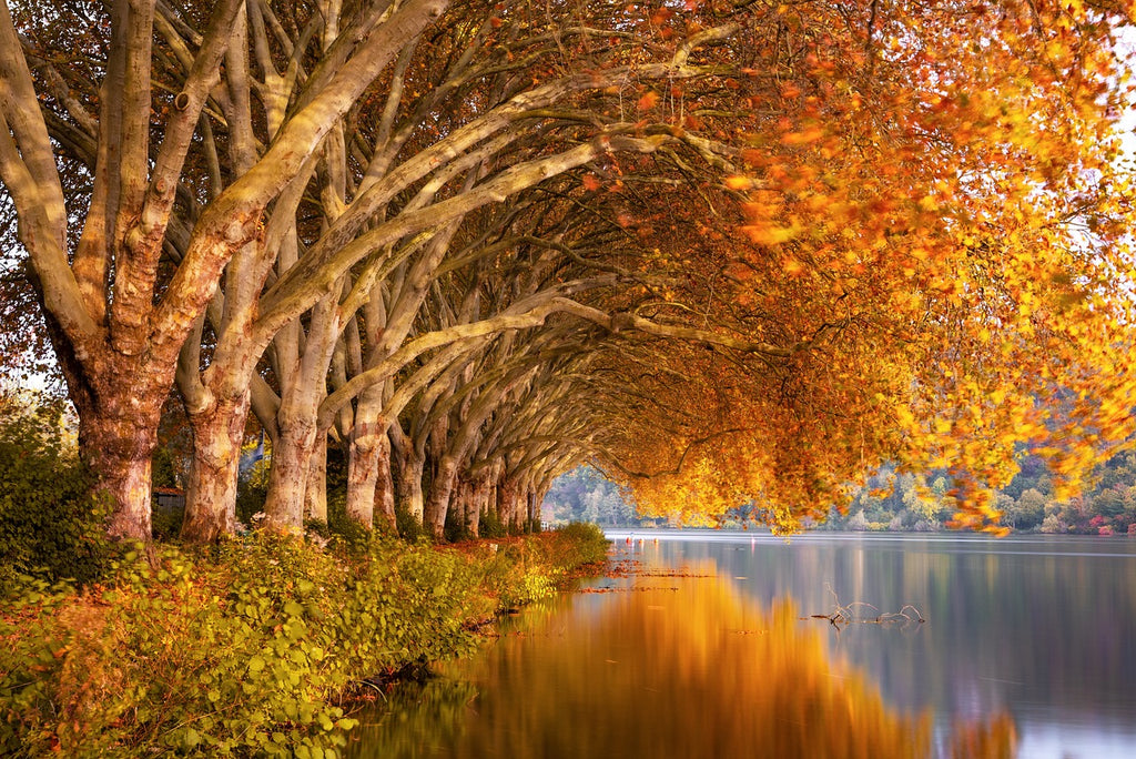 ART. 9 - E’ arrivato l'autunno e i colori e le temperature della luce del sole cambiano il modo di girare video con la fotocamera